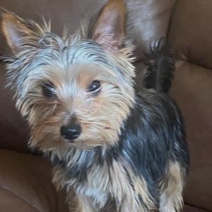 Meet your Posher, Dante